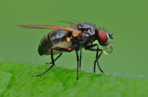 Fannia sp.